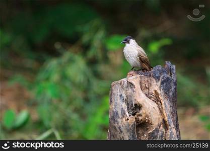 Beautiful bird Sooty headed Bulbul perched on wooden (Pycnonotus aurigaster)