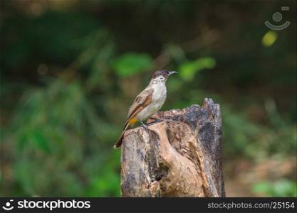 Beautiful bird Sooty headed Bulbul perched on wooden (Pycnonotus aurigaster)