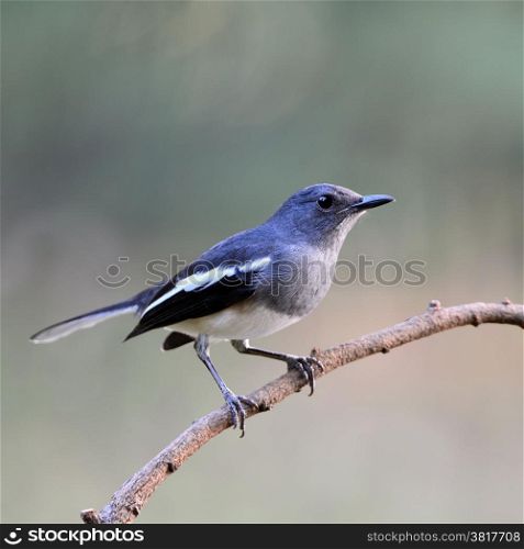 Beautiful black and white bird, female Oriental Magpie Robin (Copsychus saularis), standing on a branch, side profile
