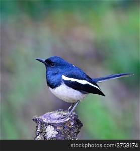 Beautiful black and white bird, male Oriental Magpie Robin (Copsychus saularis), standing on the log, side profile