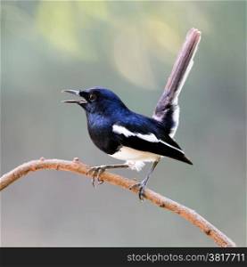Beautiful black and white bird, male Oriental Magpie Robin (Copsychus saularis), standing on a branch, side profile