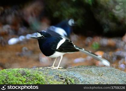 Beautiful black and white bird, White-crowned Forktail (Enicurus leschenaulti) ,standing on the rock, side profile