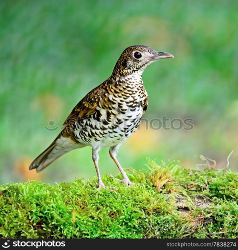 Beautiful black-and-white bird, White Thrush (Zoothera aurea), standing on the log, breast profile