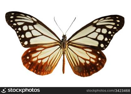 beautiful black and white butterfly in front of white background