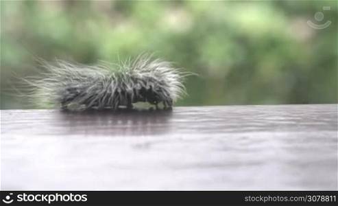 Beautiful black and white furry caterpillar crawling on the edge of balustrade over blurred green trees background - video in slow motion