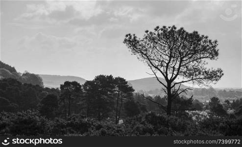 Beautiful black and white image of trees silhouetted against morning sunlight ridgeline