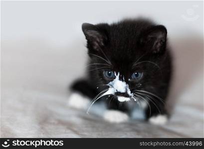 Beautiful black and white kitten. Muzzle in milk. Beautiful black and white kitten whose snout in the milk