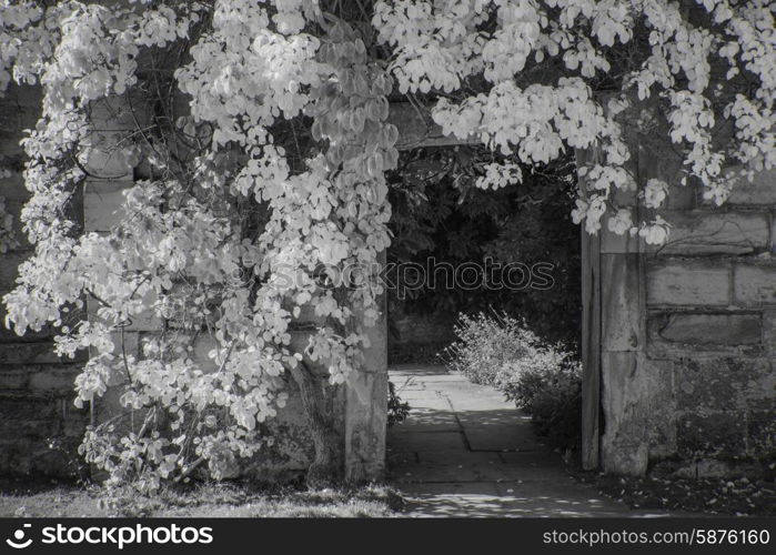 Beautiful black and white landscape of plants covering doorway into garden of old ruined house