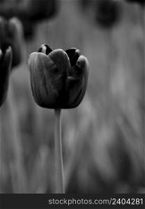 Beautiful black and white picture of tulips