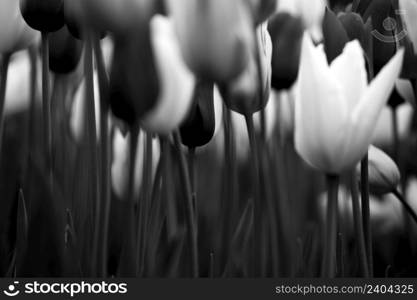 Beautiful black and white picture of tulips