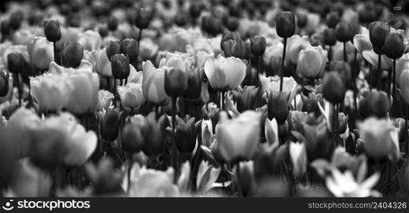 Beautiful black and white picture of tulips