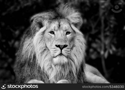 Beautiful black and white portrait of Asiatic Lion Panthera Leo Persica