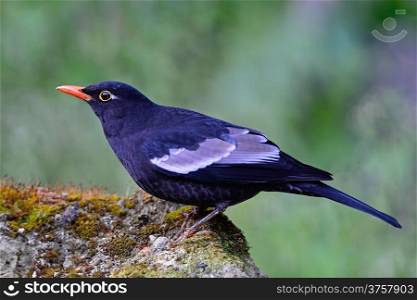 Beautiful black bird, male Grey-winged Blackbird (Turdus boulboul), standing on the rock, side profile