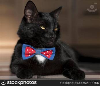 beautiful black cat with bow tie