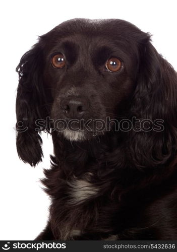 Beautiful black Cocker Spaniel isolated on white background