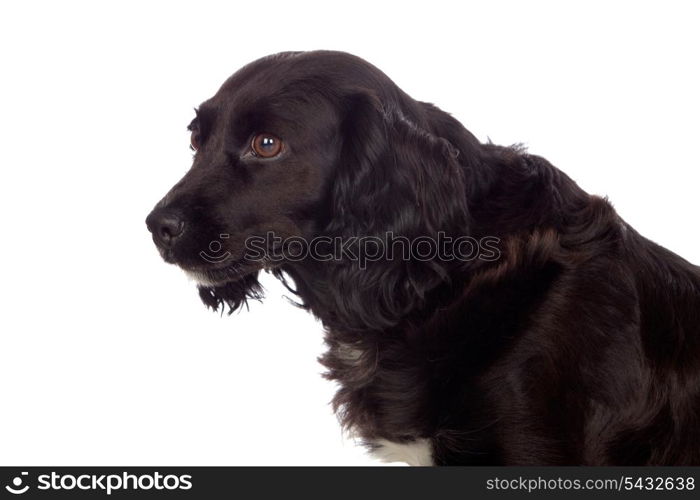 Beautiful black Cocker Spaniel isolated on white background