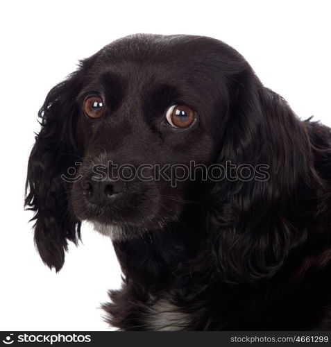 Beautiful black Cocker Spaniel isolated on white background&#xA;&#xA;