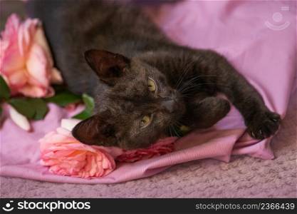 Beautiful black fluffy kitten and pink roses relax on soft pink background. Cute cat and pink roses on soft woolen sweater