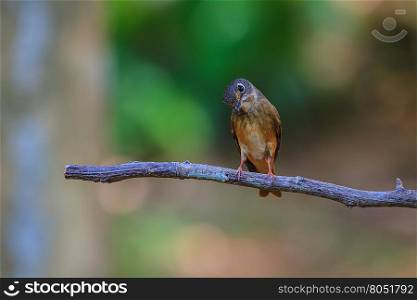 Beautiful black Flycatcher bird, Dark-sided Flycatcher (Muscicapa sibirica), standing on a branch