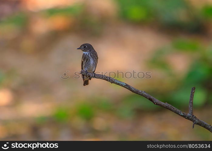 Beautiful black Flycatcher bird, Dark-sided Flycatcher (Muscicapa sibirica), standing on a branch