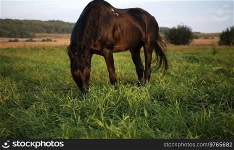 beautiful black horse  grazing at pasture. summer evening