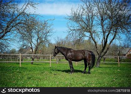 Beautiful black horse outdoor