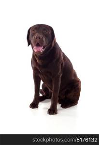 Beautiful black Labrador dog breed in isolated studio on white background