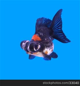beautiful black moor goldfish in the aquarium