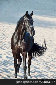Beautiful black stallion in the desert