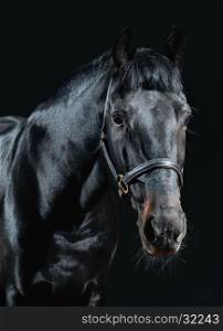 Beautiful black stallion isolated on dark background; close-up