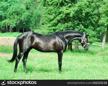 beautiful black young Trakehner stallion