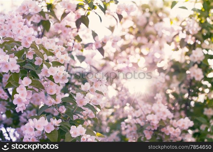Beautiful blooming apple tree with bright sun flare among the branches. Instagram style color toned