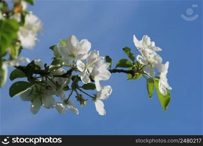 Beautiful blooming apple trees in springtime against blue sky .. Beautiful blooming apple trees in springtime against blue sky
