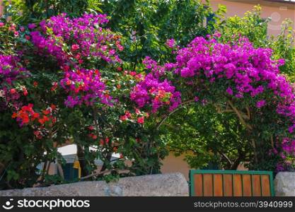 Beautiful blooming bushes near the small house in picturesque Italian town on Elba Island