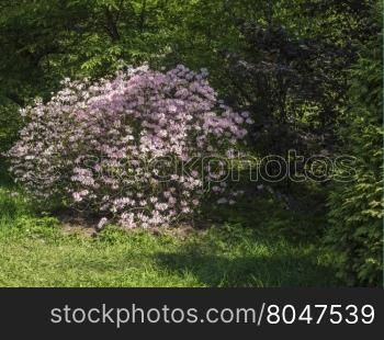 Beautiful blooming cherry tree