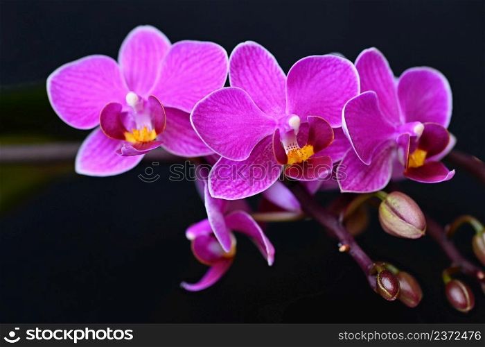 Beautiful blooming flower in spring time. Pink orchid on a black background. Close up macro shot.