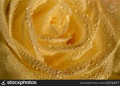Beautiful blooming flower in spring time. White rose with dew drops. Close up macro shot.