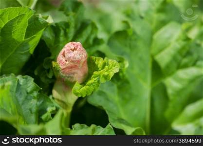beautiful, blooming, green rhubarb. close-up