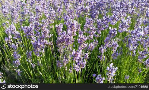 Beautiful blooming lavender in summer, closeup