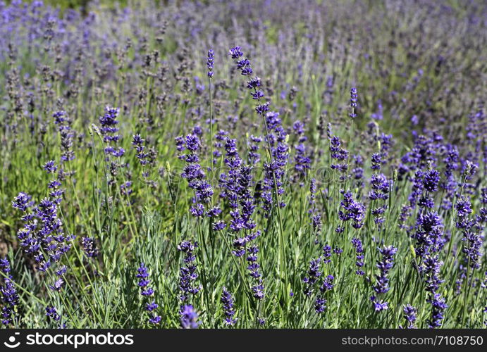 Beautiful blooming lavender in sunny summer garden, close-up nature background