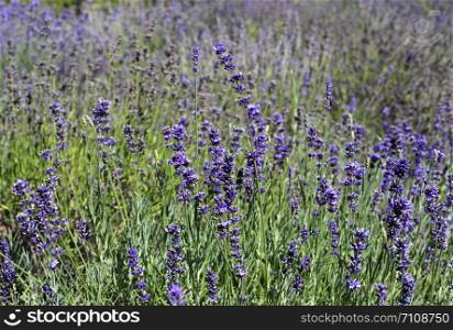 Beautiful blooming lavender in sunny summer garden, close-up nature background