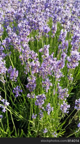 Beautiful blooming lavenders, close-up in summer