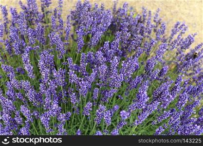 Beautiful blooming lavenders, close-up in summer garden