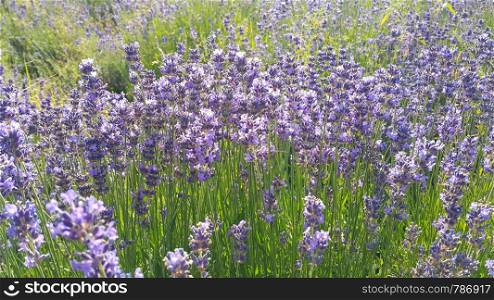 Beautiful blooming lavenders, close-up in summer, nature background
