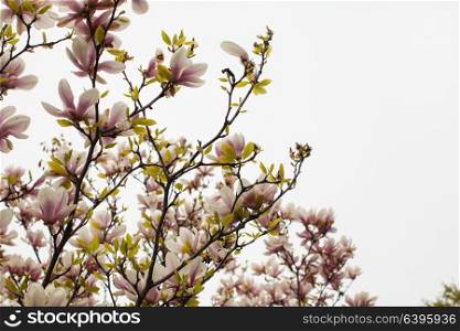 Beautiful blooming magnolia tree of pink color in the spring. Flowering Magnolia liliflora
