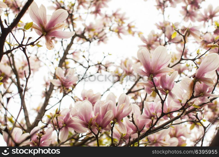 Beautiful blooming magnolia tree of pink color in the spring. Flowering Magnolia liliflora