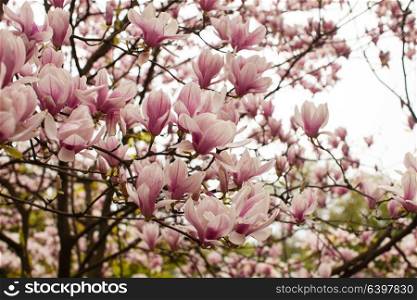 Beautiful blooming magnolia tree of pink color in the spring. Flowering Magnolia liliflora