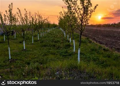Beautiful blooming of apple orchard. Agriculture concept