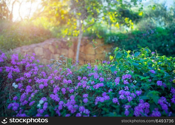 Beautiful blooming orchard, fresh green shrub with purple flowers on it, bright sunny day, wonderful spring weather, amazing beauty and freshness of springtime garden. Beautiful blooming orchard