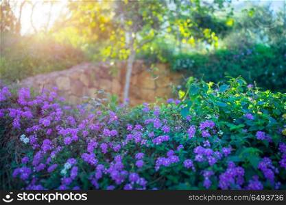 Beautiful blooming orchard, fresh green shrub with purple flowers on it, bright sunny day, wonderful spring weather, amazing beauty and freshness of springtime garden. Beautiful blooming orchard